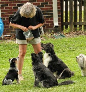 relation entre l'homme et le chien