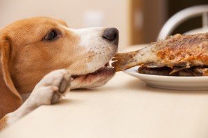 quelle alimentation pour nos chiens ?