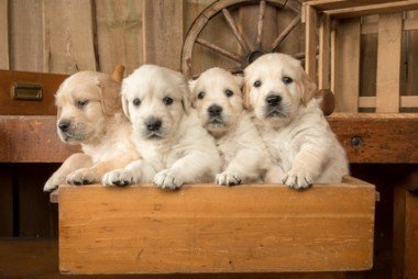 un chiot en cadeau 