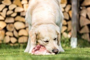 quelle alimentation pour nos chiens ?