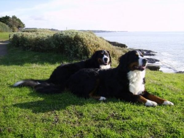 Chiens anciens tête qui bouge , pour plage arrière de voiture - Équipement  auto